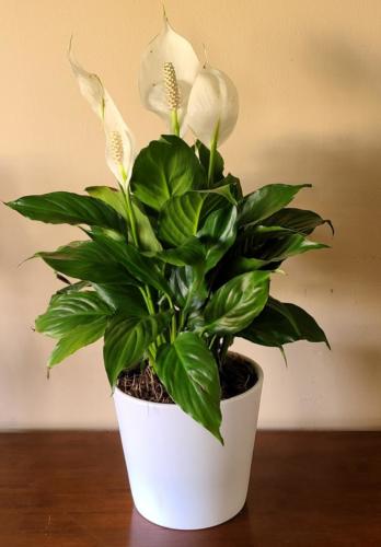 Peace Lily (Call for Availability)