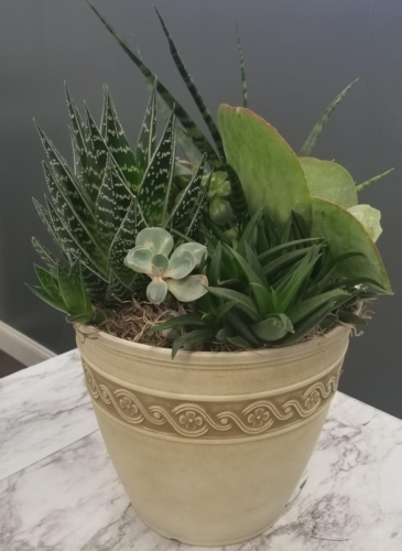 Succulent Garden - Available in different sizes, please call for availability.