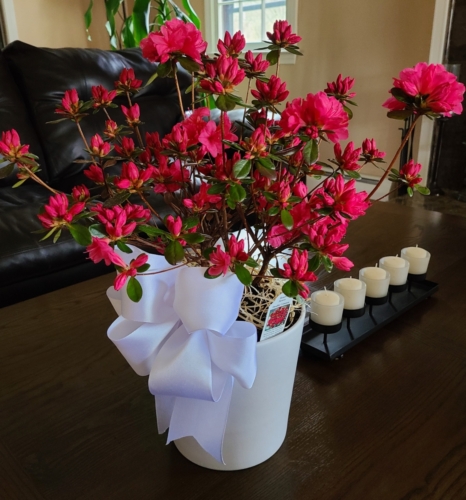 Azalea Bush - seasonal item, please call for availability.