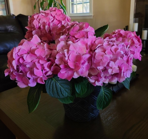 Pink Hydrangea Plant - Seasonal, please call for availability.