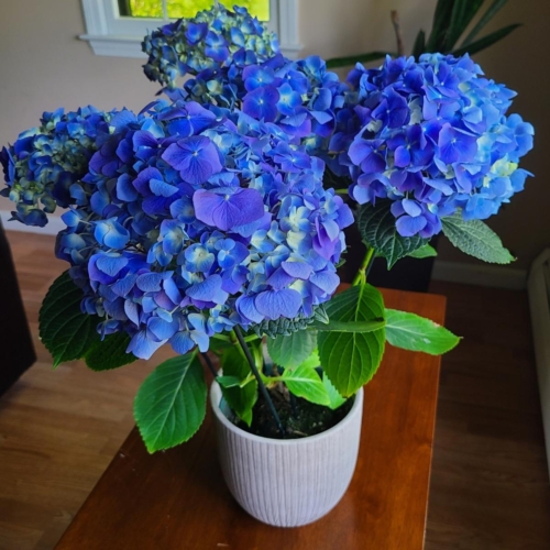 Blue Hydrangea Plant - Seasonal, please call for availability 