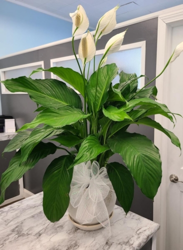 Peace Lily (Call for Availability)