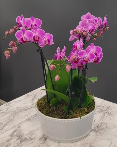 Orchid - Available in different colors and sizes, please call for availability.