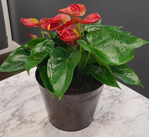Anthurium (Call for Availability)