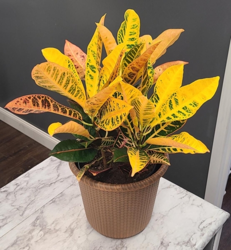 Croton (Call for Availability)