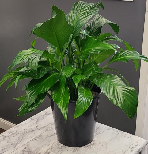 Large Peace Lily (Call for Availability)