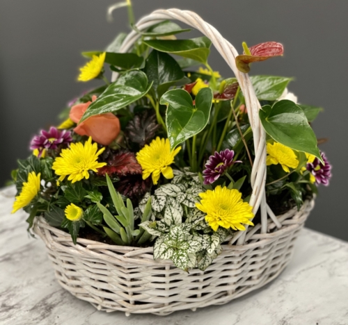 Flowering Plant Basket - Available in multiple sizes and prices. Please call