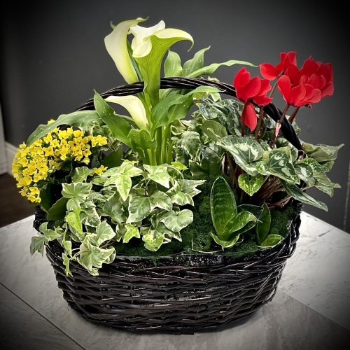 Flowering Plant Basket. Seasonal and available in multiple sizes and prices. Please call for availability.